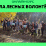 Появился бесплатный онлайн-курс по лесному волонтерству - Город Канаш