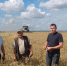 На полях округа продолжается уборка озимых культур - Канашский район